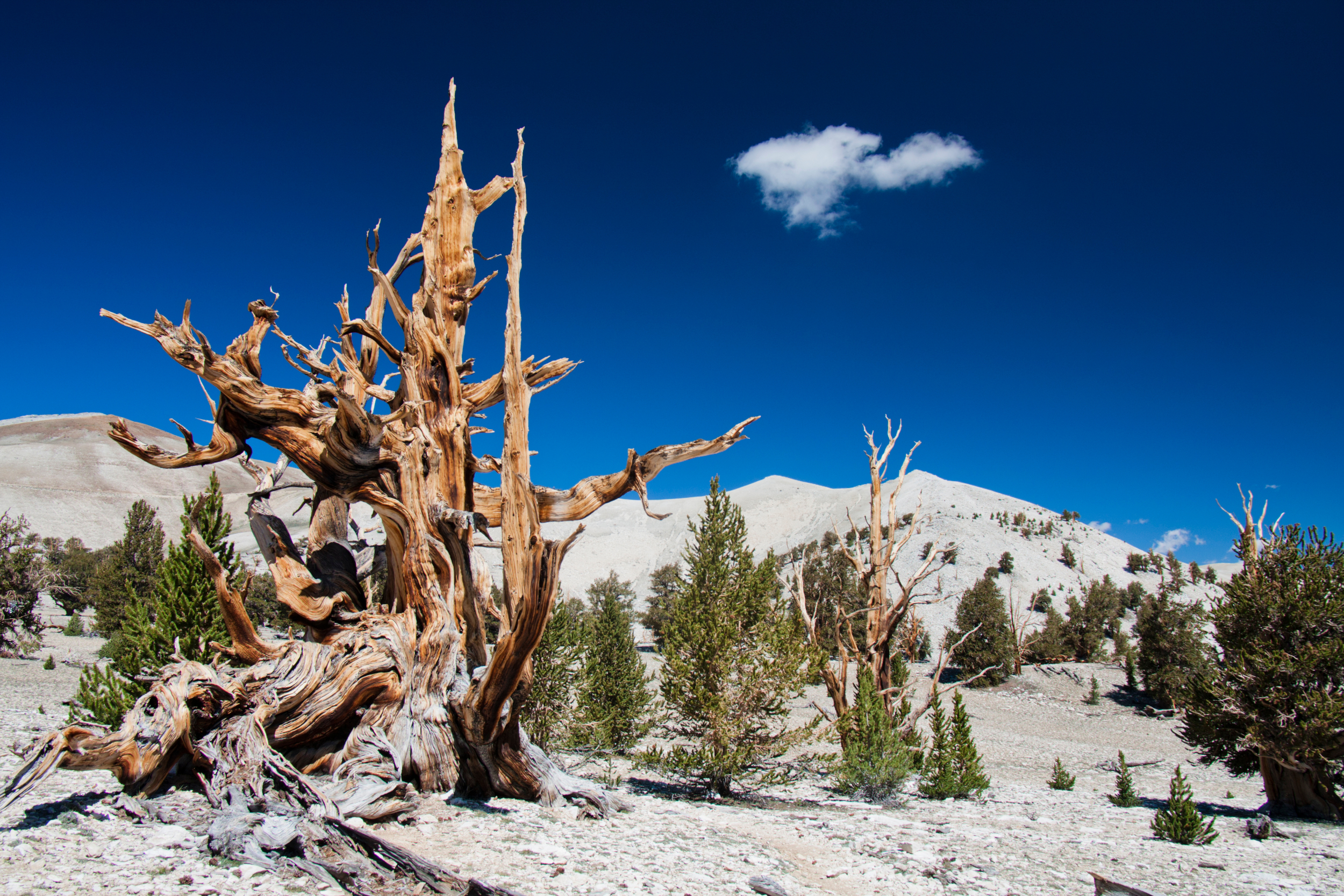 Ancient bristlecone pine forest along the trail