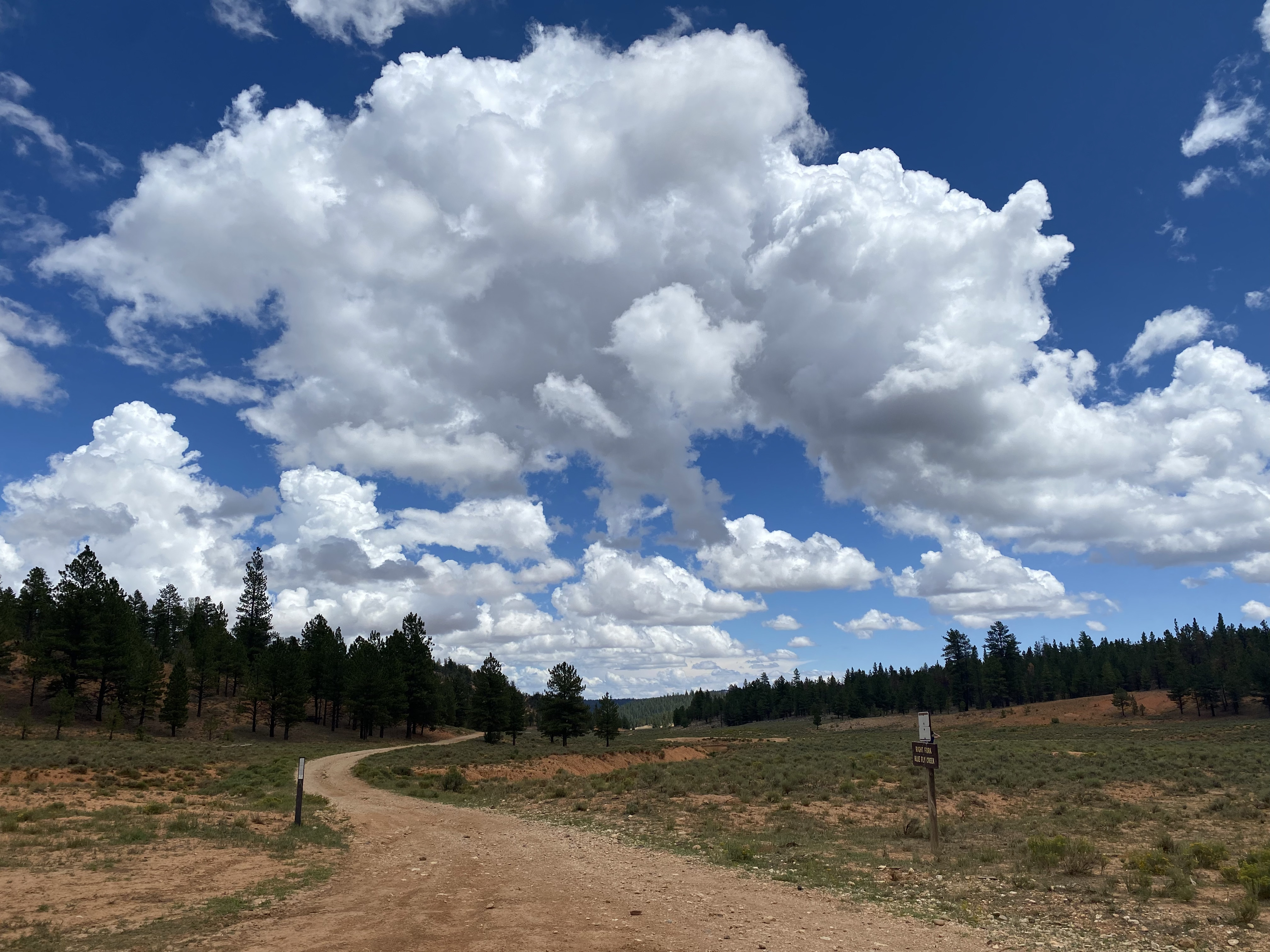 Dirt trail winding through the Bryce area forest