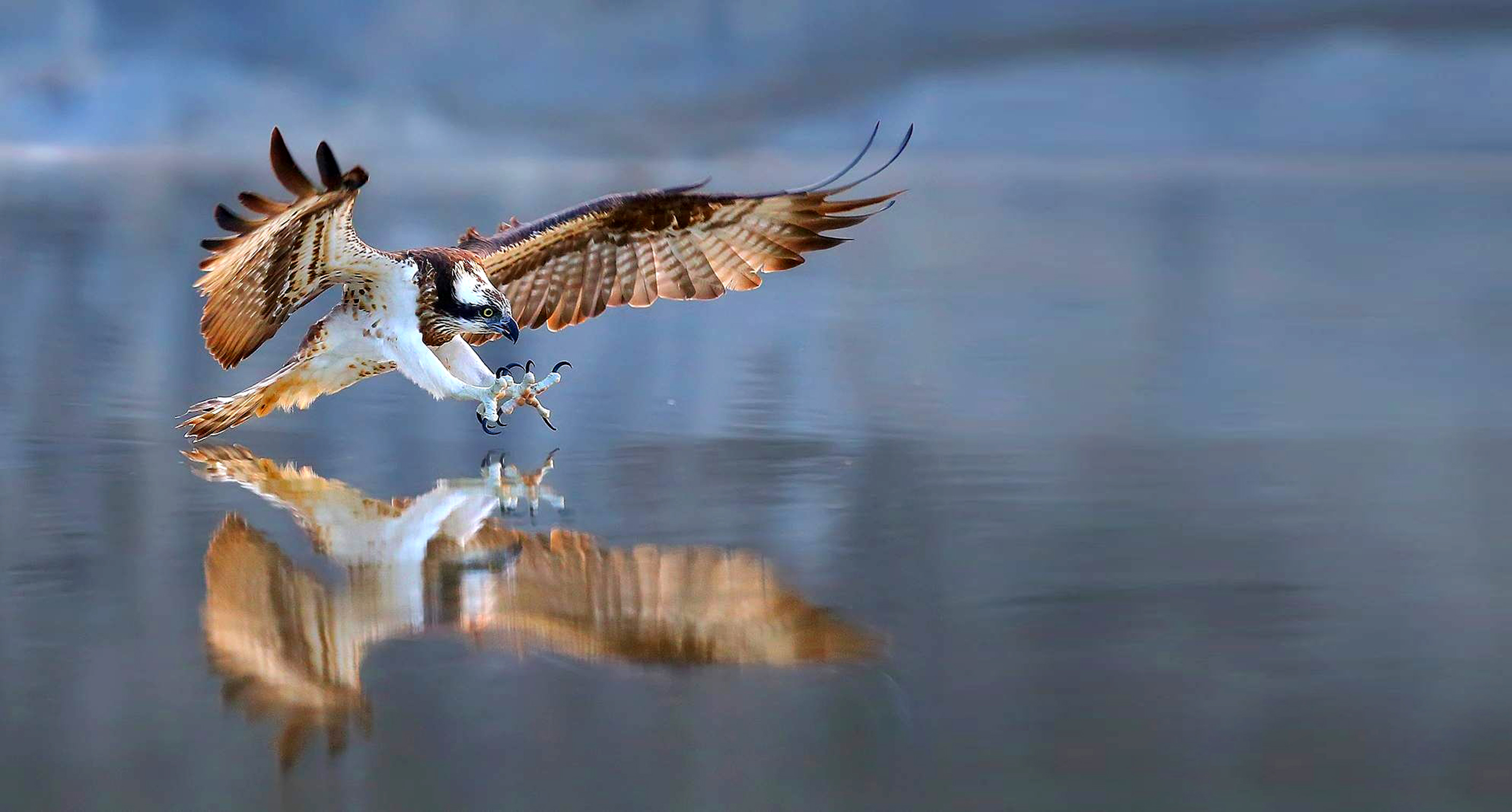 Osprey perched near the trail area