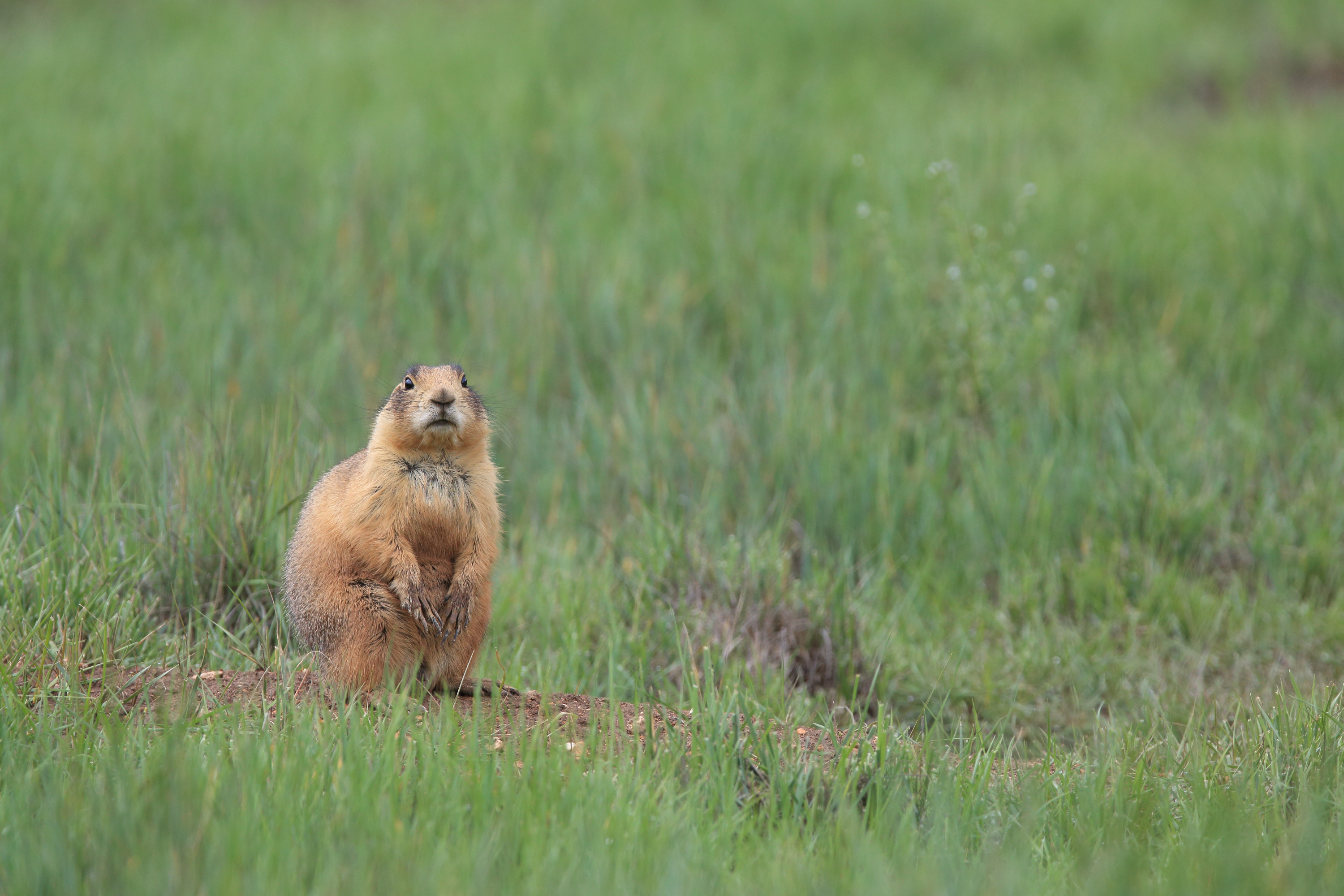 Prairie dog on the Paunsaugunt Plateau