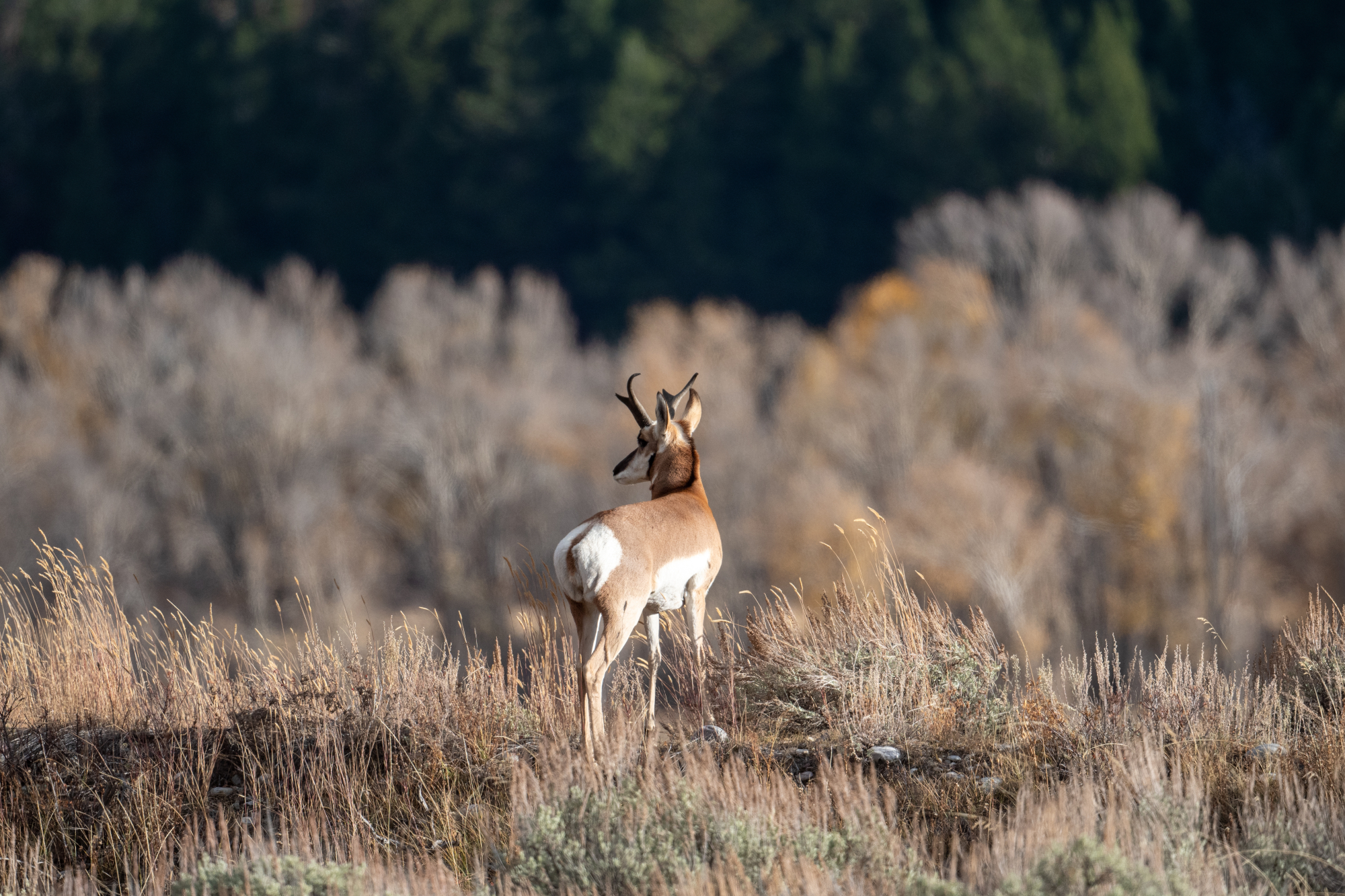 Pronghorn antelope in open country near Bryce