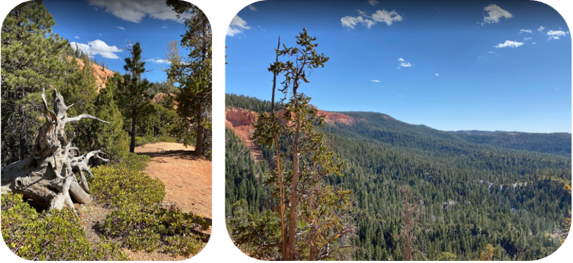Picture3 Picture3